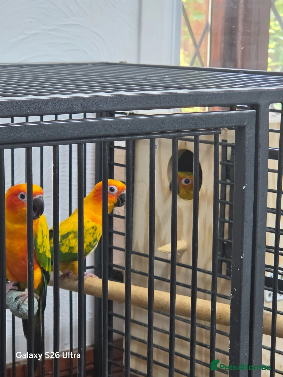 Conures birds for sale: Silly Tame hand reared Male Sun Conure with cage - Advert 17