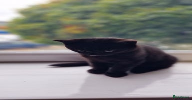 Mixed Breed cats - Advert 8