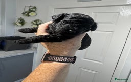 Yorkiepoo dogs for sale: 5 beautiful yorkiepoo baby’s  - Image 5