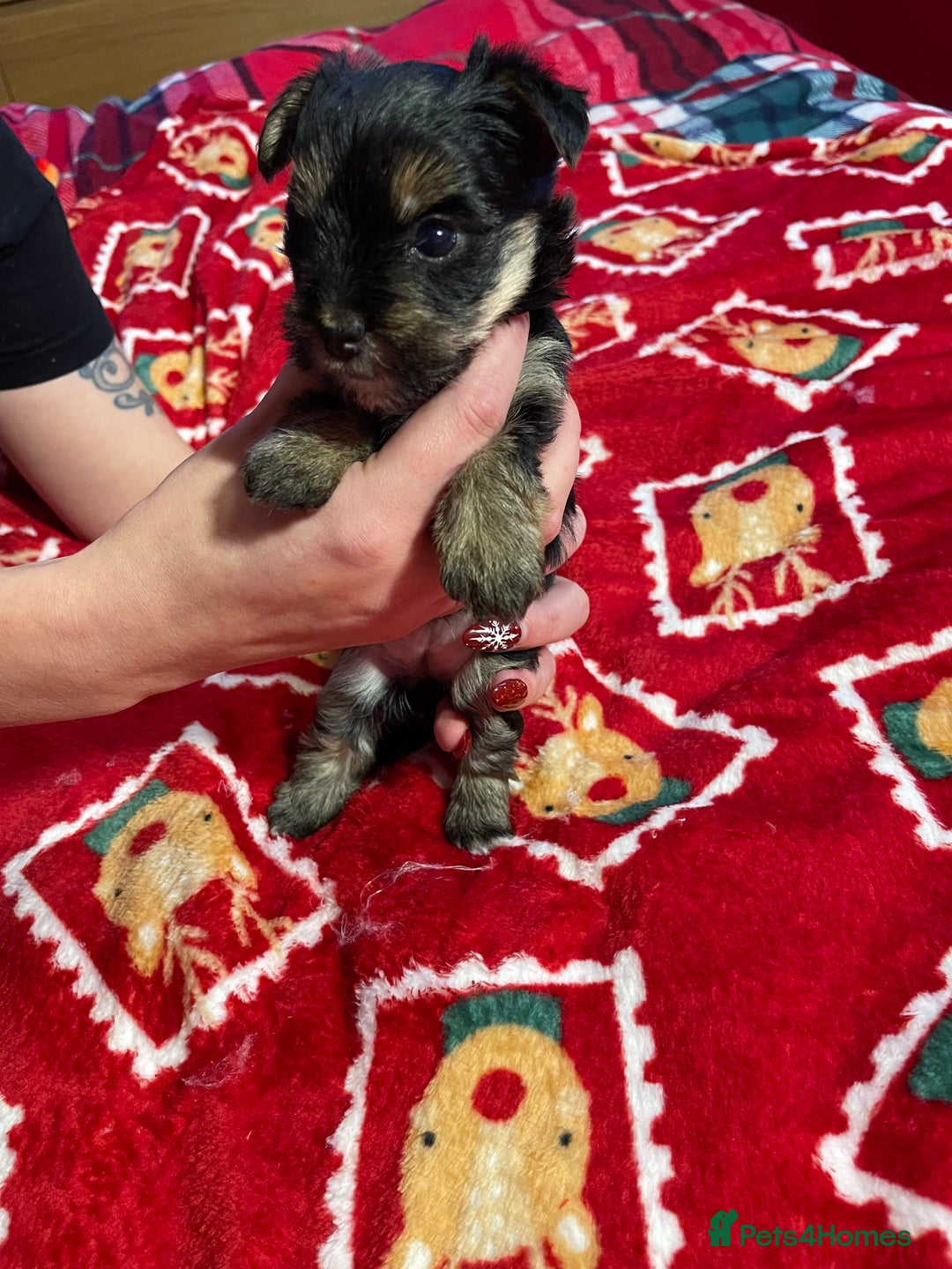 Yorkshire Terrier dogs for sale: Yorkshire Terrier pure bread - Advert 11