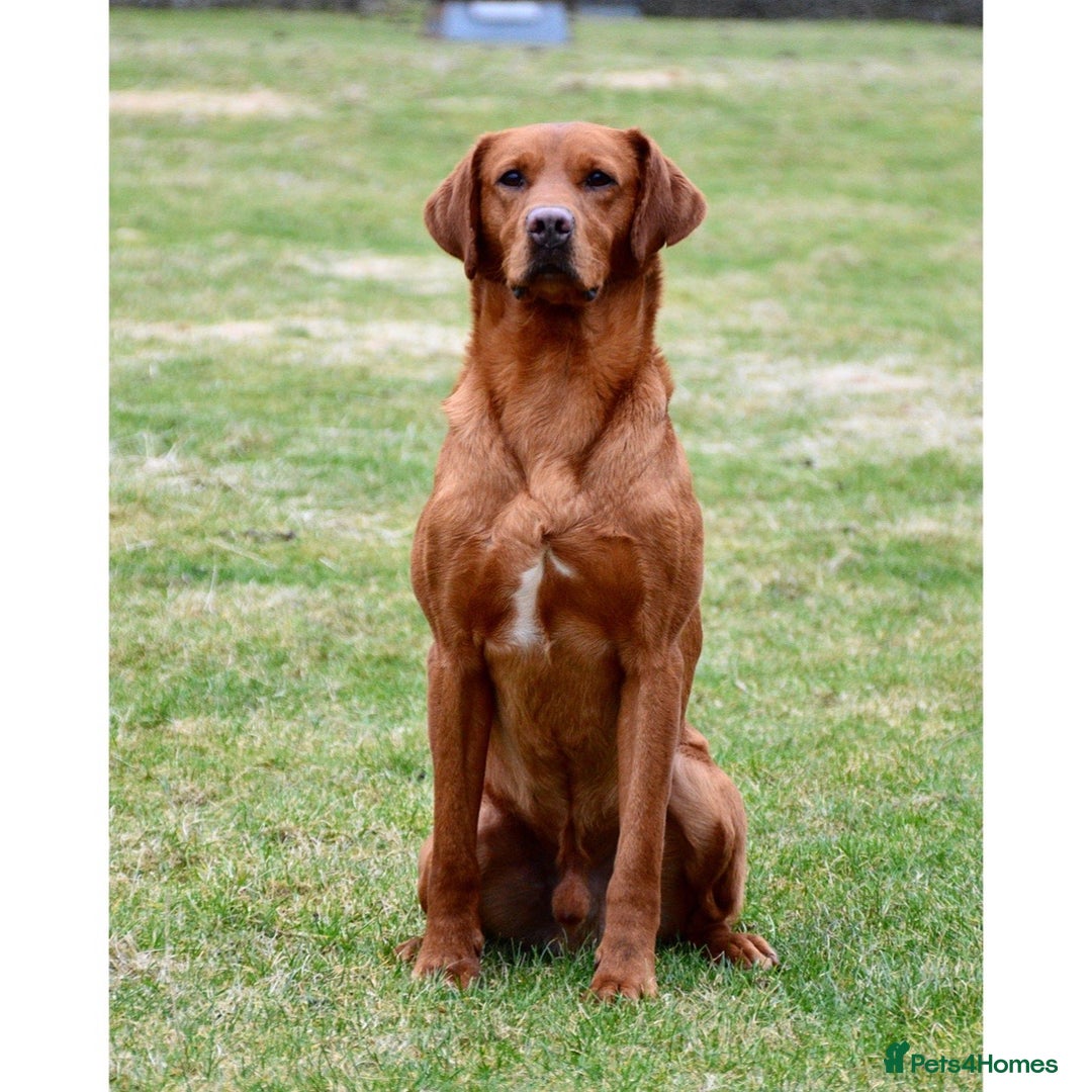 Labrador Retriever dogs for stud: KC REG FULLY HEALTH TESTED WORKING DARK RED STUD in Hawes - Image 23