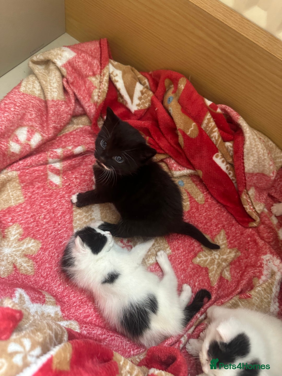 Mixed Breed cats for sale: Fluffy kittens - Image 7