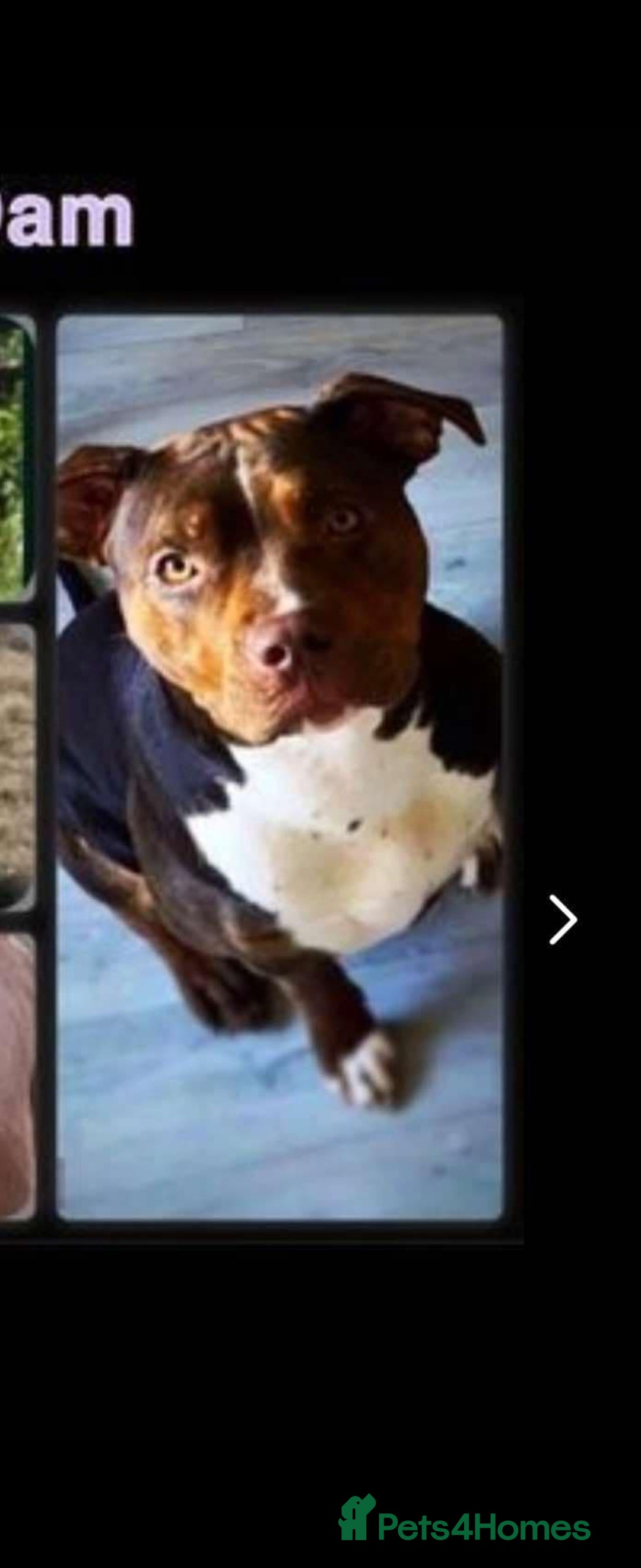 Mixed Breed dogs for sale: Mia needs a good home 😊 - Image 4