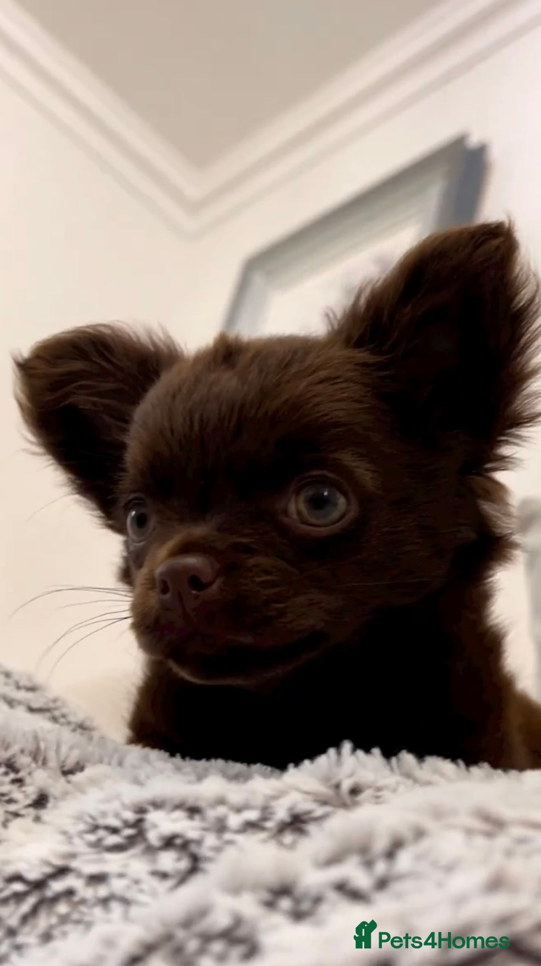 Chihuahua dogs for sale: Chihuahua puppies available on  ** s  - Advert 27