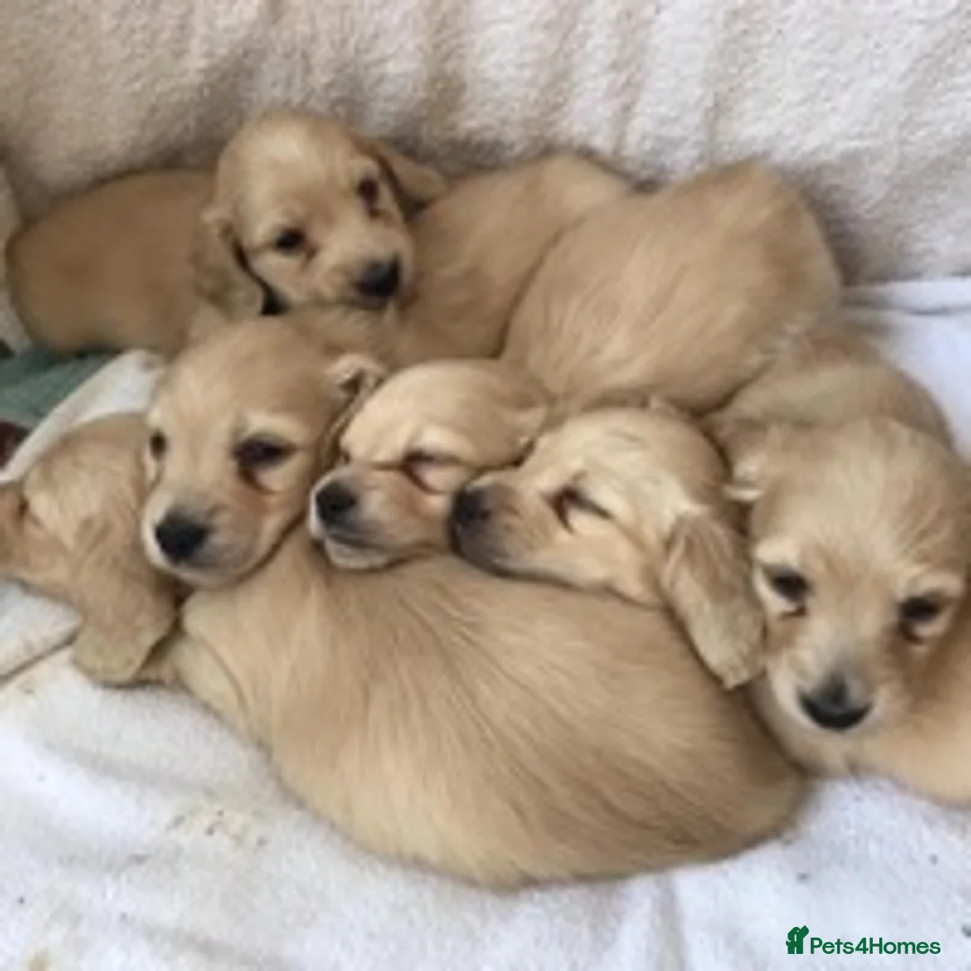 Miniature Dachshund dogs for stud: Longhaird miniature dachshund in Gloucester - Advert 10