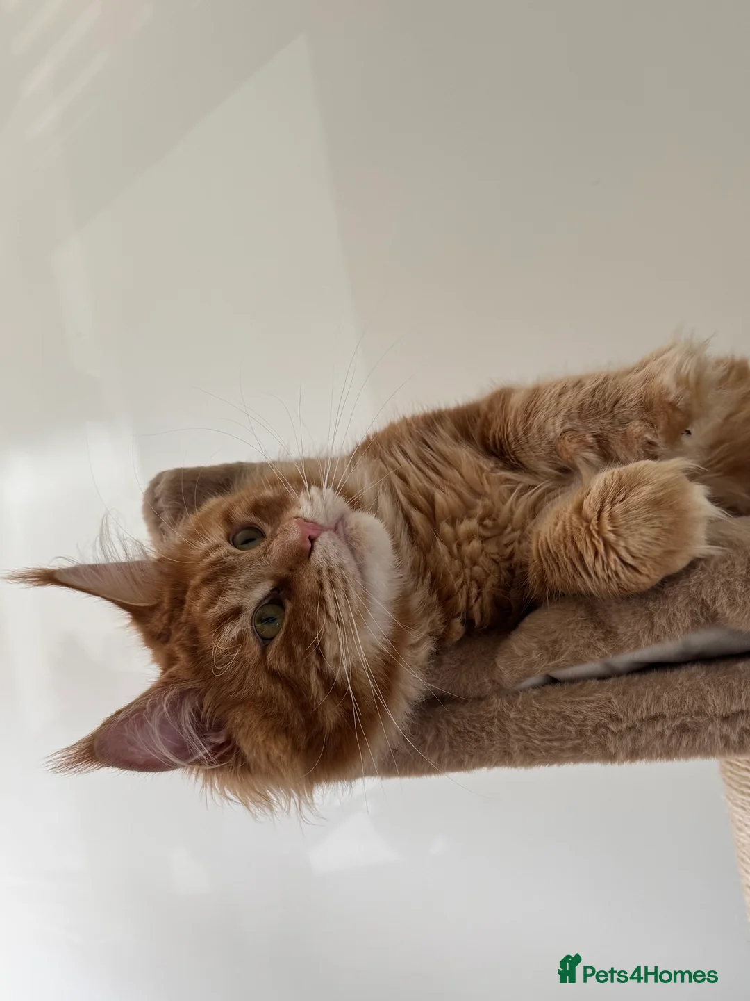 Maine Coon cats for stud: Proven Red tabby Maine coon stud - Advert 5