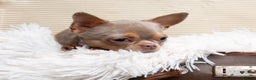 Chihuahua dogs for sale: Chihuahua Boy Looking for His Forever Home - Advert 3