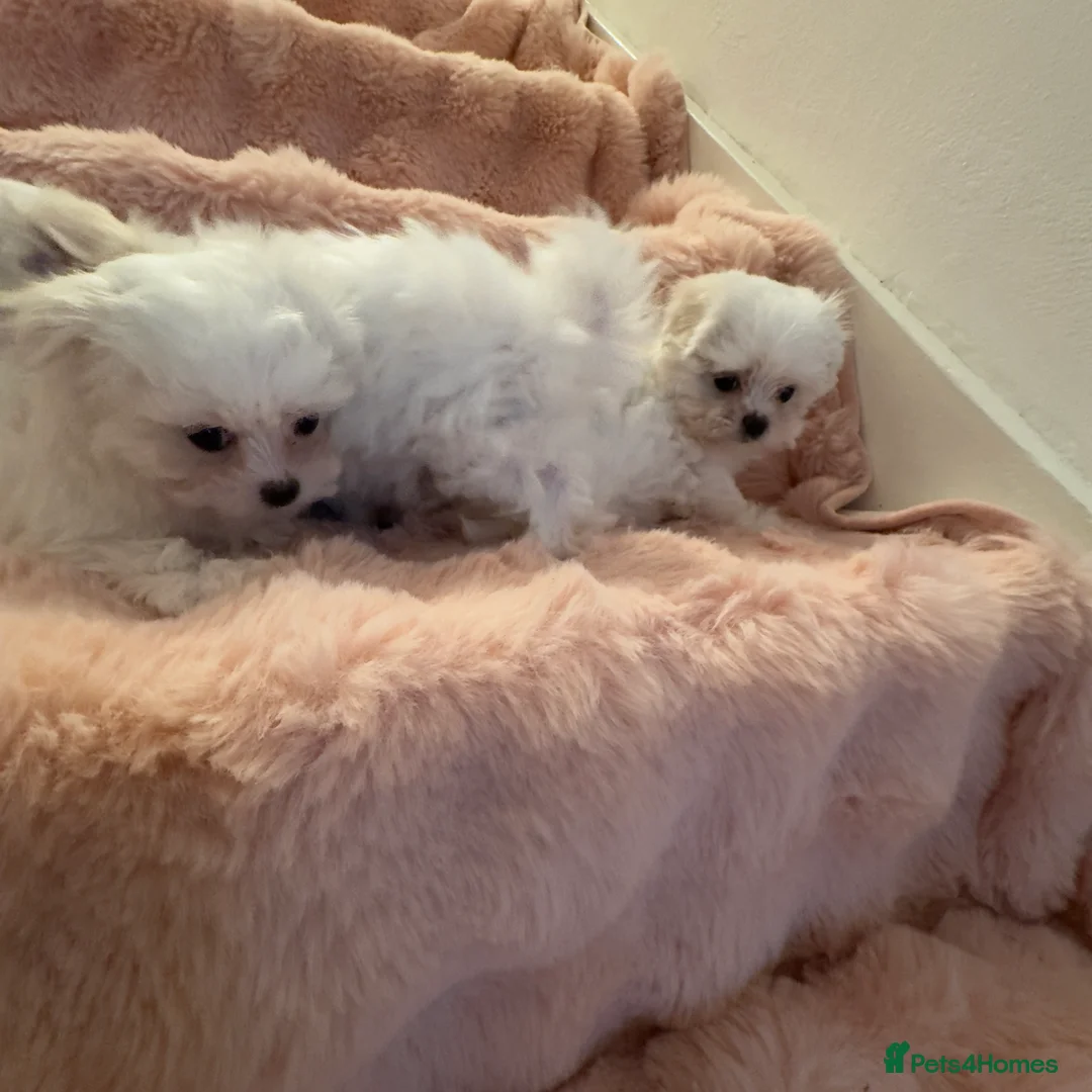 Maltese dogs for sale: Korean Maltese puppy’s available  - Advert 15