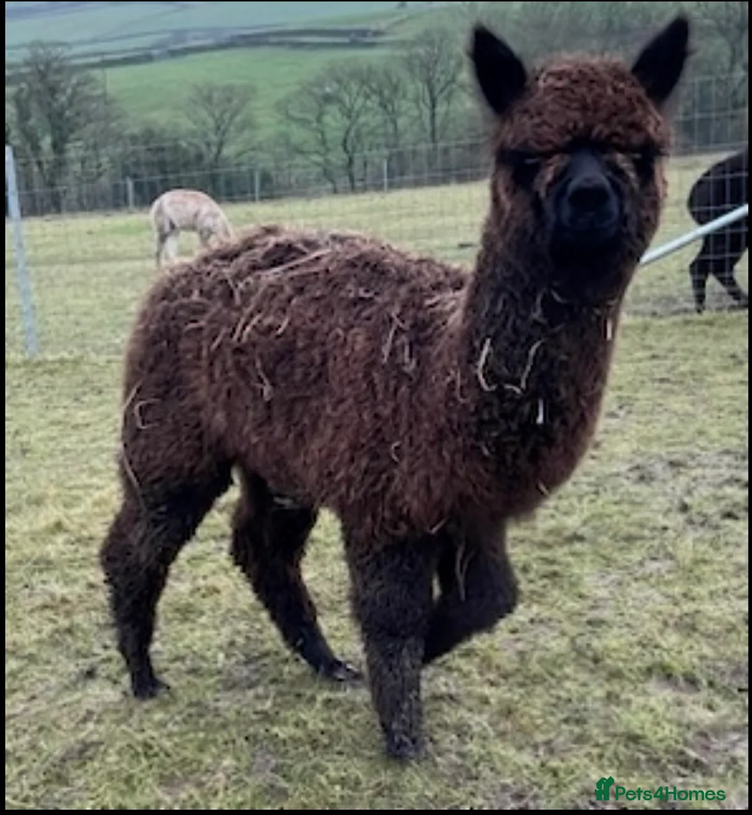 Alpaca livestock for sale: 4 male alpacas - Advert 2