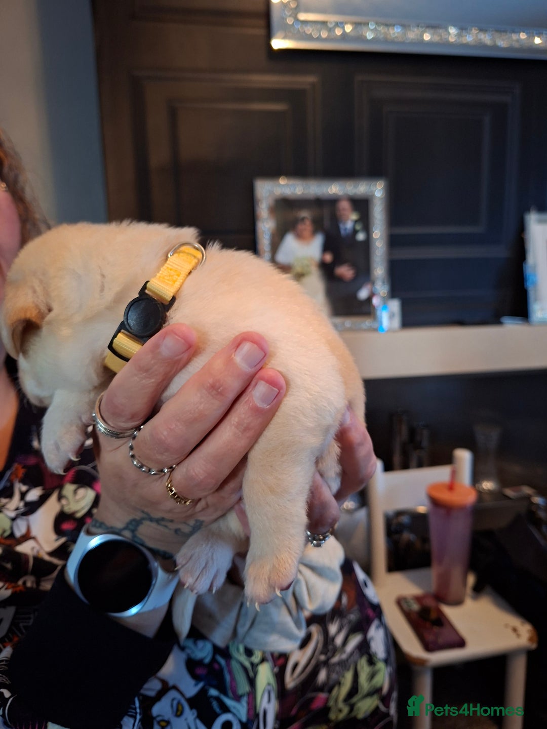 Labrador Retriever dogs for sale: Labrador puppies - Image 11