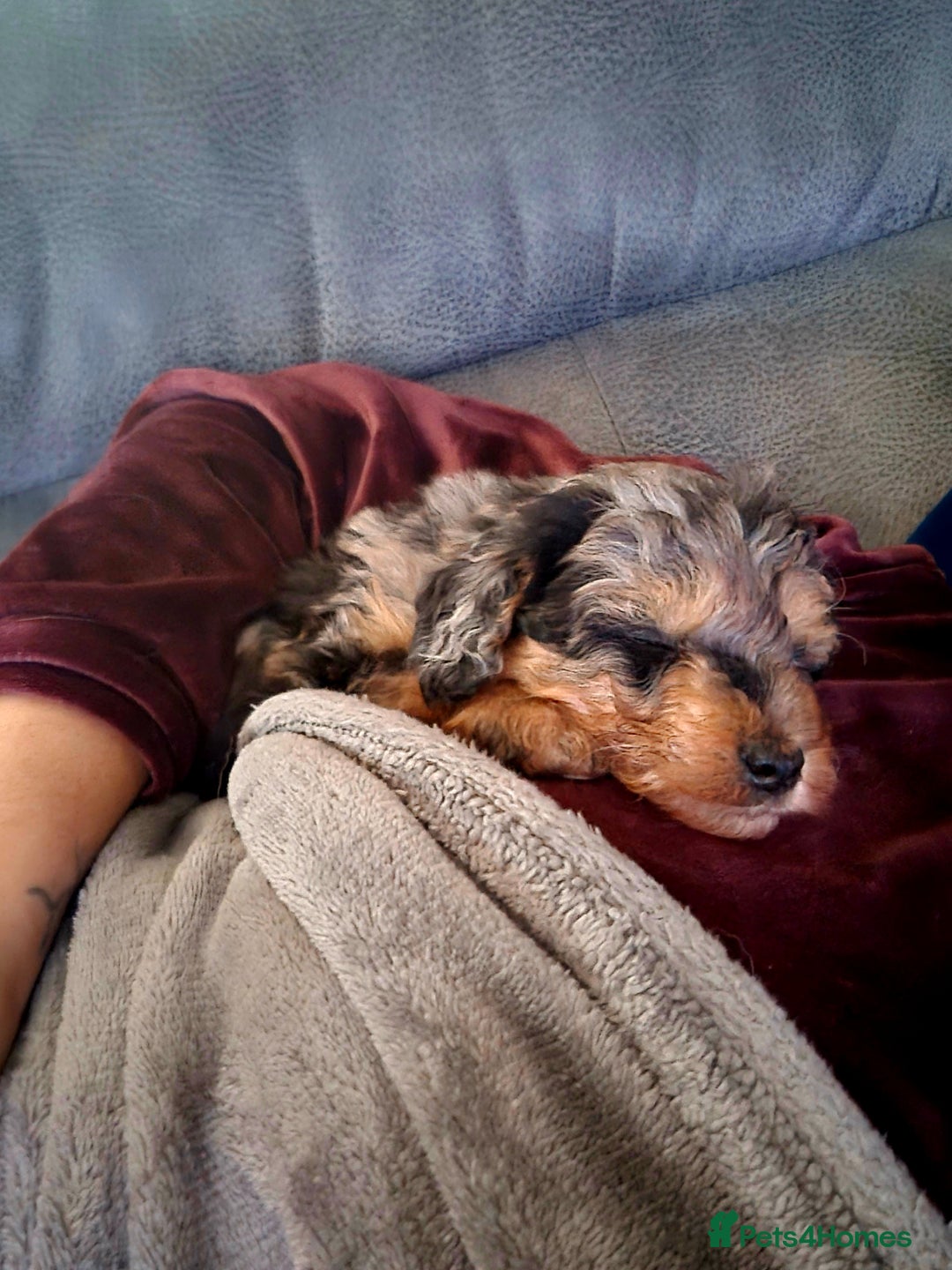 Mixed Breed dogs for sale: F1b health tested Rottiepoo puppies - Advert 21