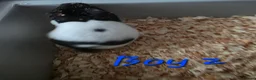 Hamster rodents for sale: Syrian hamsters  - Advert 5