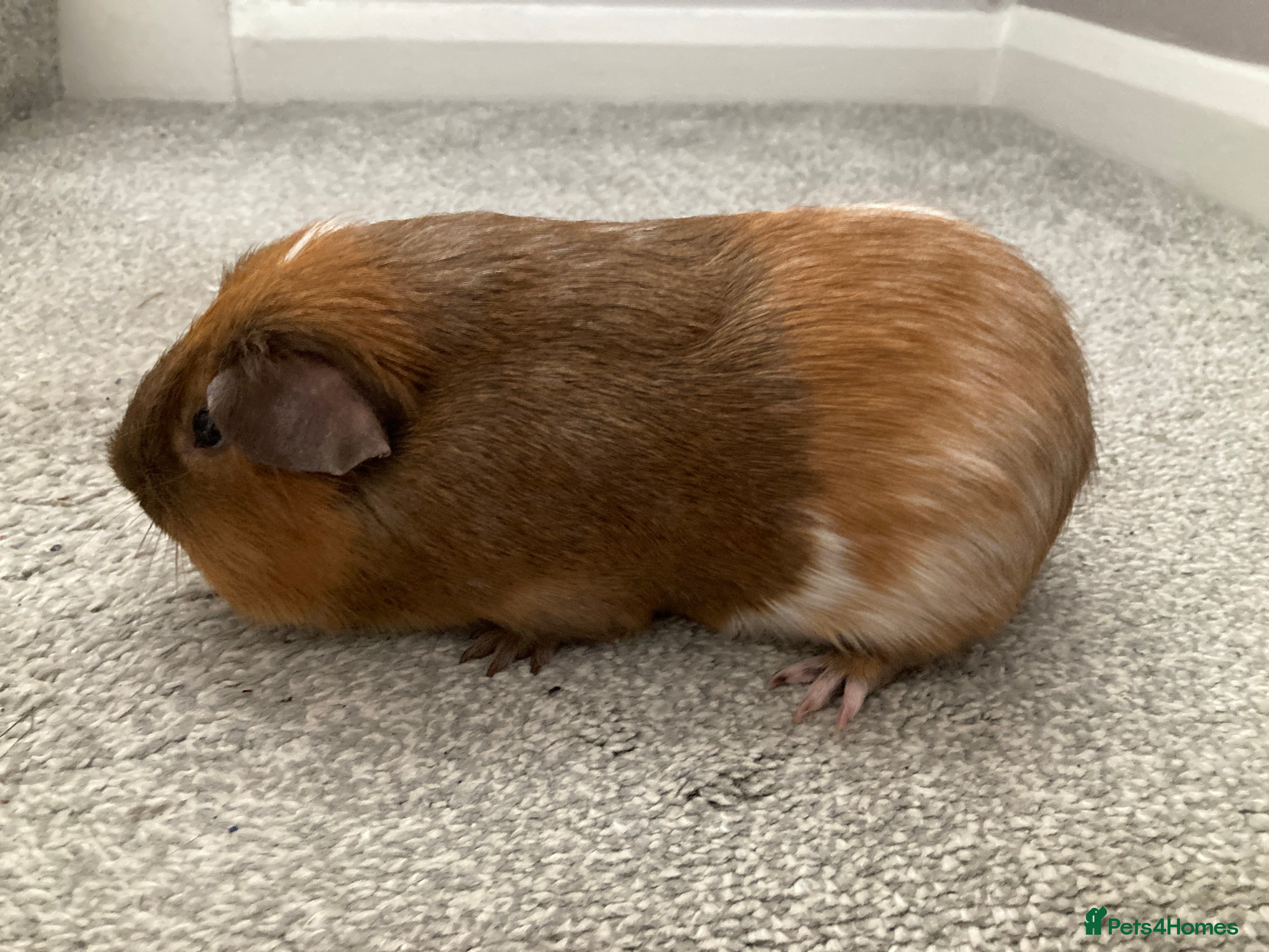 Guinea Pig rodents Lovely baby & adult boar - Advert 1