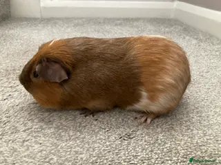 Guinea Pig rodents Lovely baby & adult boar - Advert 1