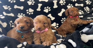 Cockapoo dogs - Advert 1