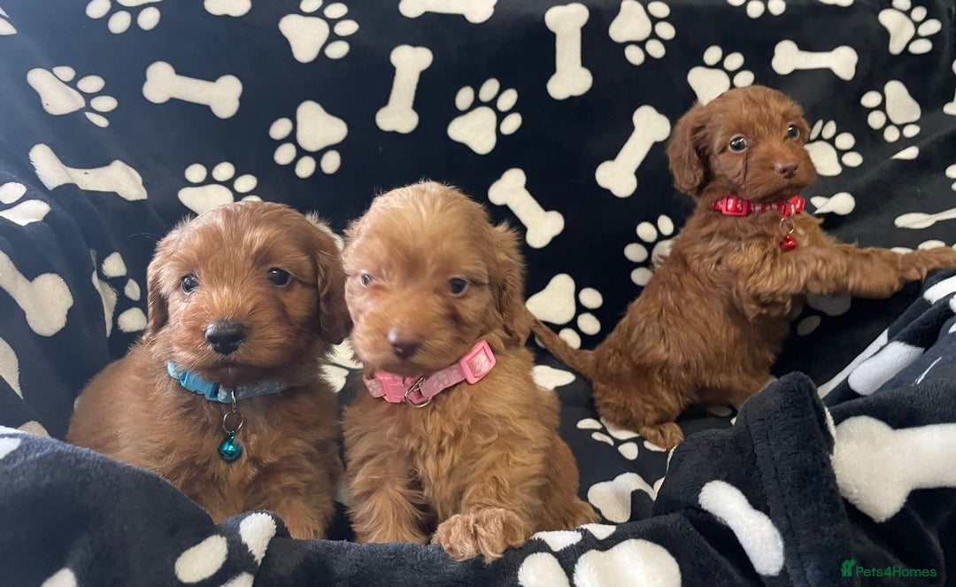 Cockapoo dogs for sale: Stunning Fox Red f1 cockapoo puppies  - Image 2