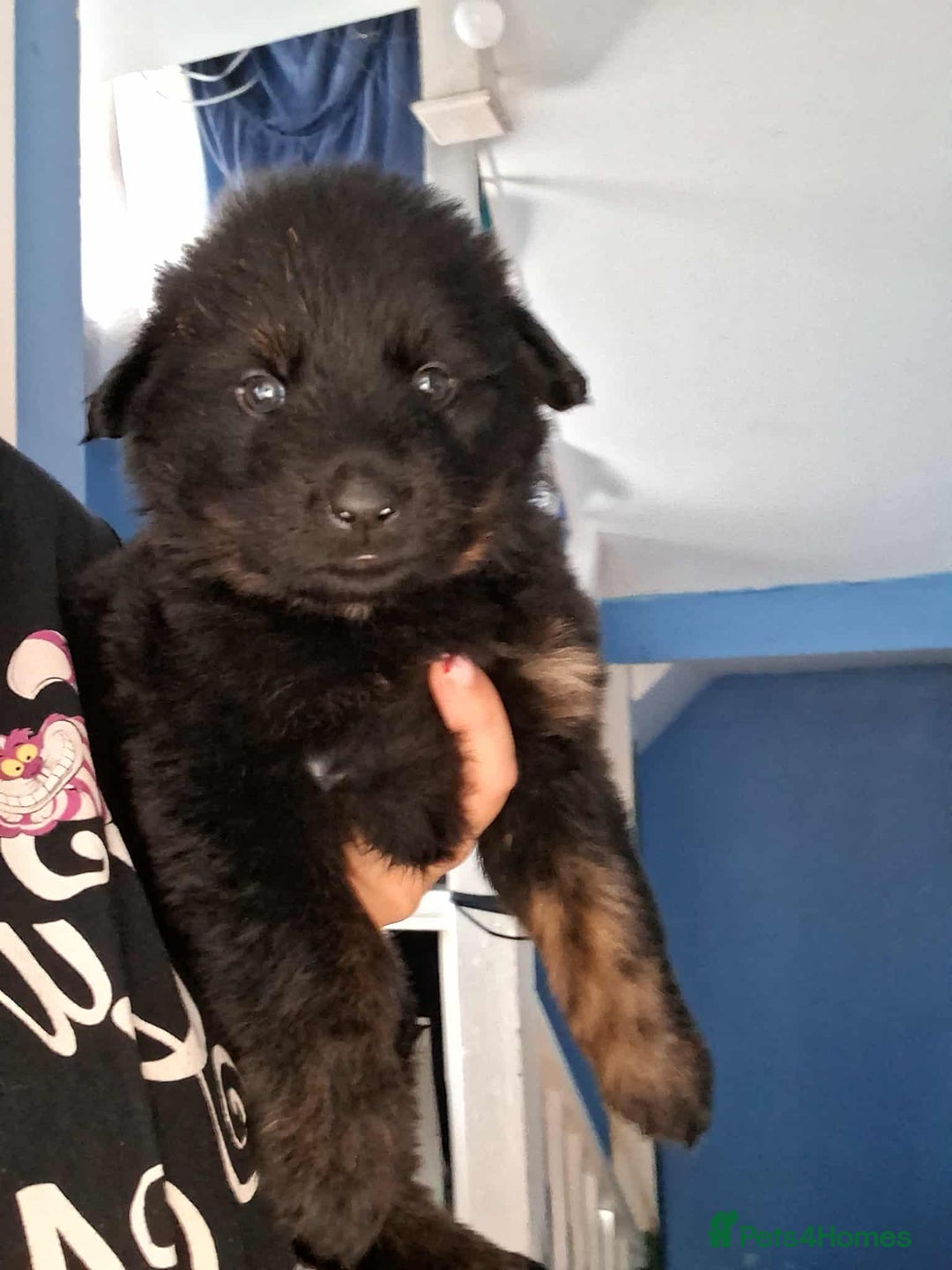 Mixed Breed dogs for sale: Rottie/German shepherd/Belgian malinonis - Image 11