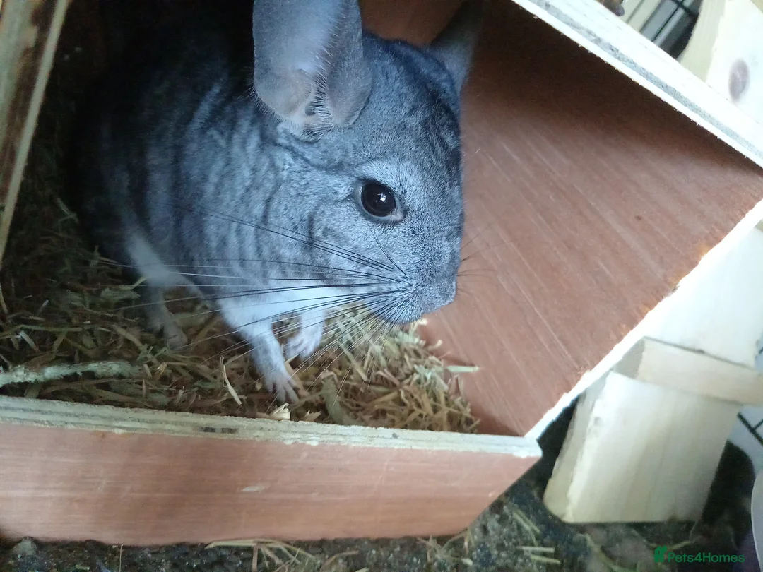 Chinchilla rodents for sale: Grey and white chinchilla  in Redruth - Advert 2