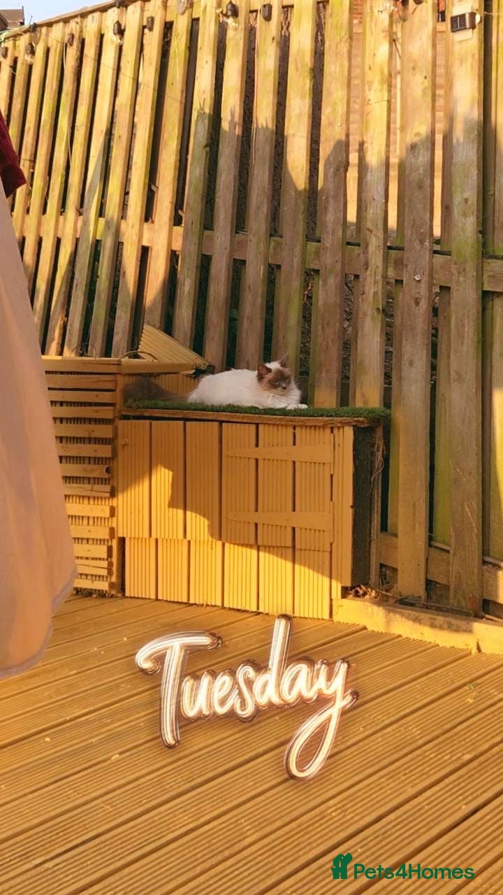 Mixed Breed cats Ragdoll X 2 females ready for loving homes - Advert 3