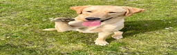 Labrador Retriever dogs for sale: Pedigree Labrador Puppies ready 10th September  - Advert 21