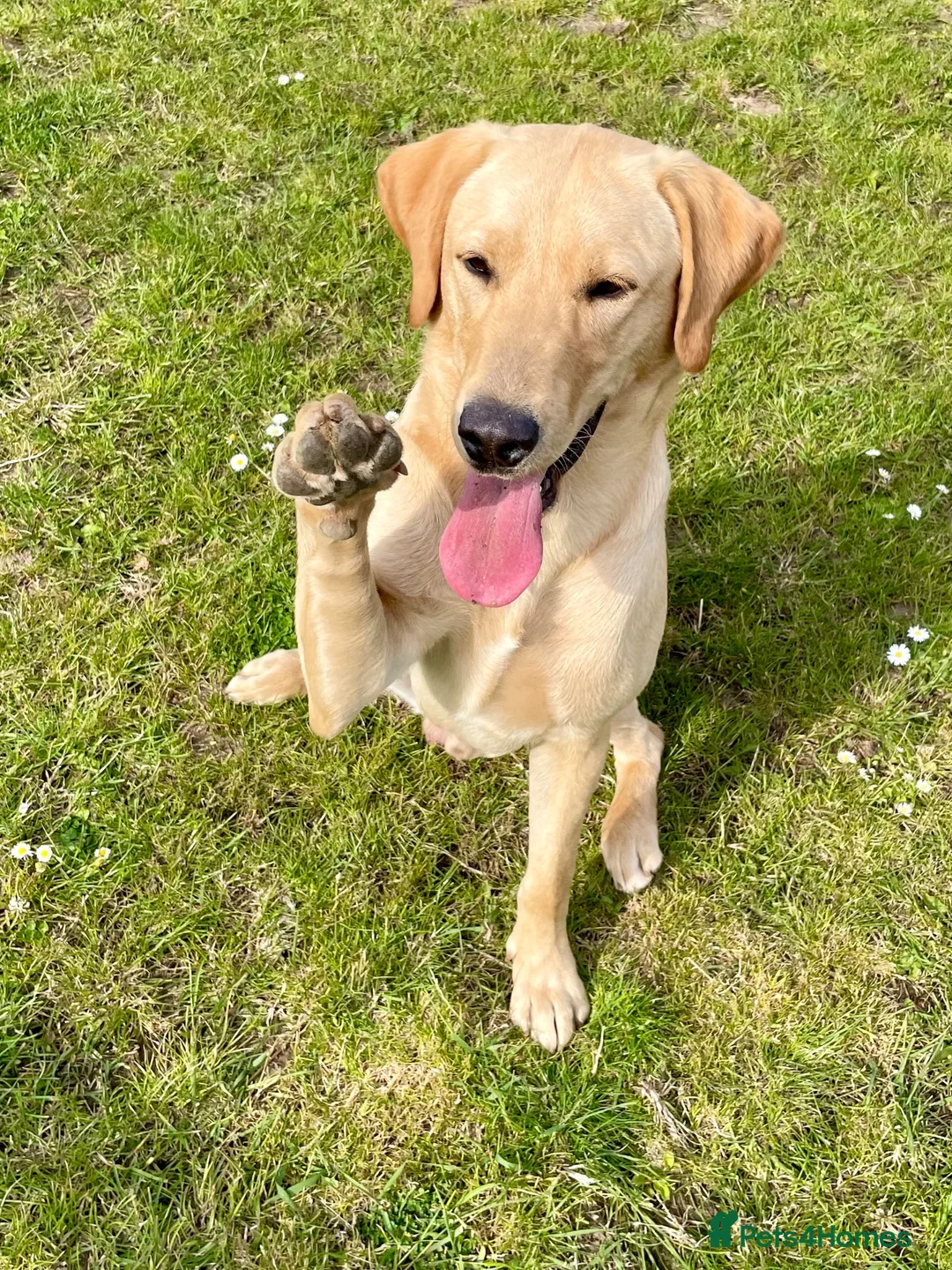 Labrador Retriever dogs for sale: Pedigree Labrador Puppies ready 10th September  - Advert 21