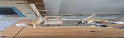 Budgerigars birds for sale: 2x  baby semi tame budgies and accessories  - Advert 7
