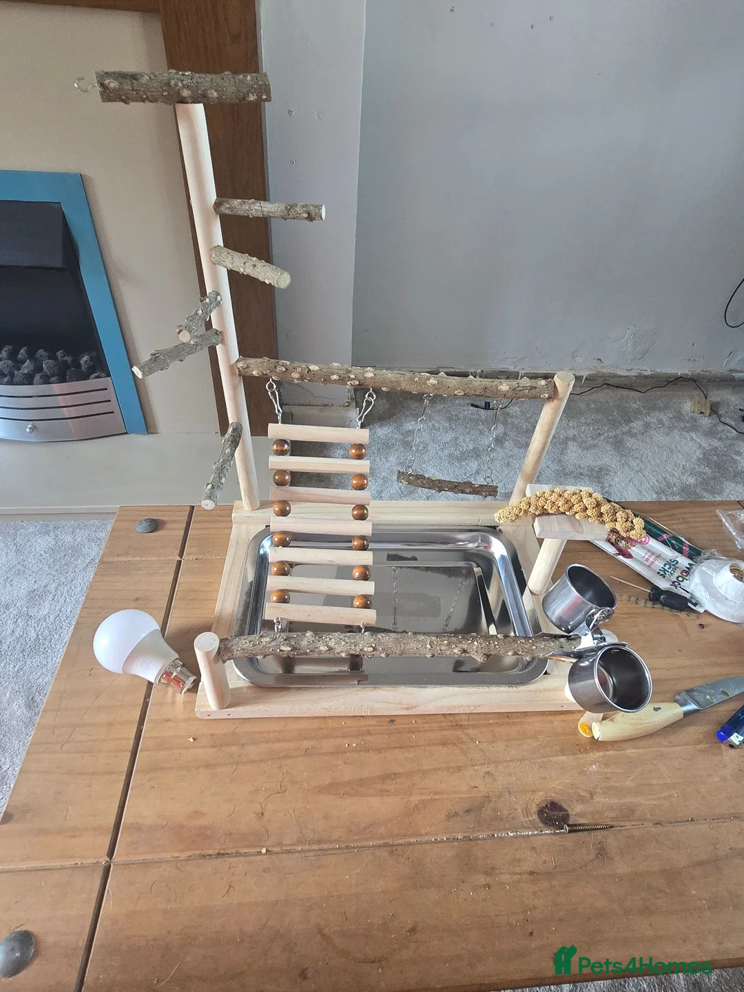Budgerigars birds for sale: 2x  baby semi tame budgies and accessories  - Advert 7