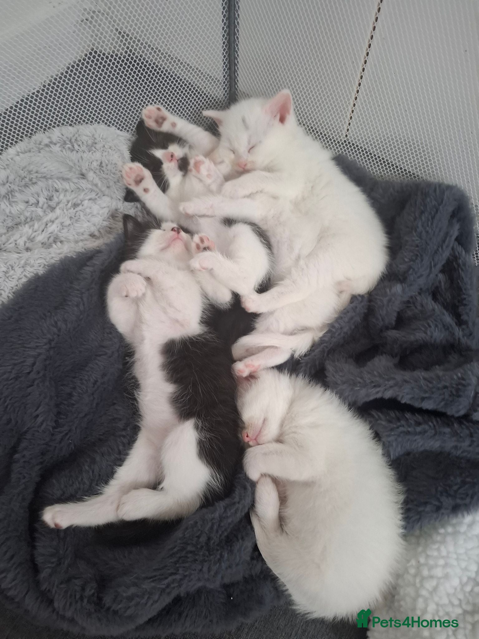 Mixed Breed cats Long haired kittens  - Advert 1