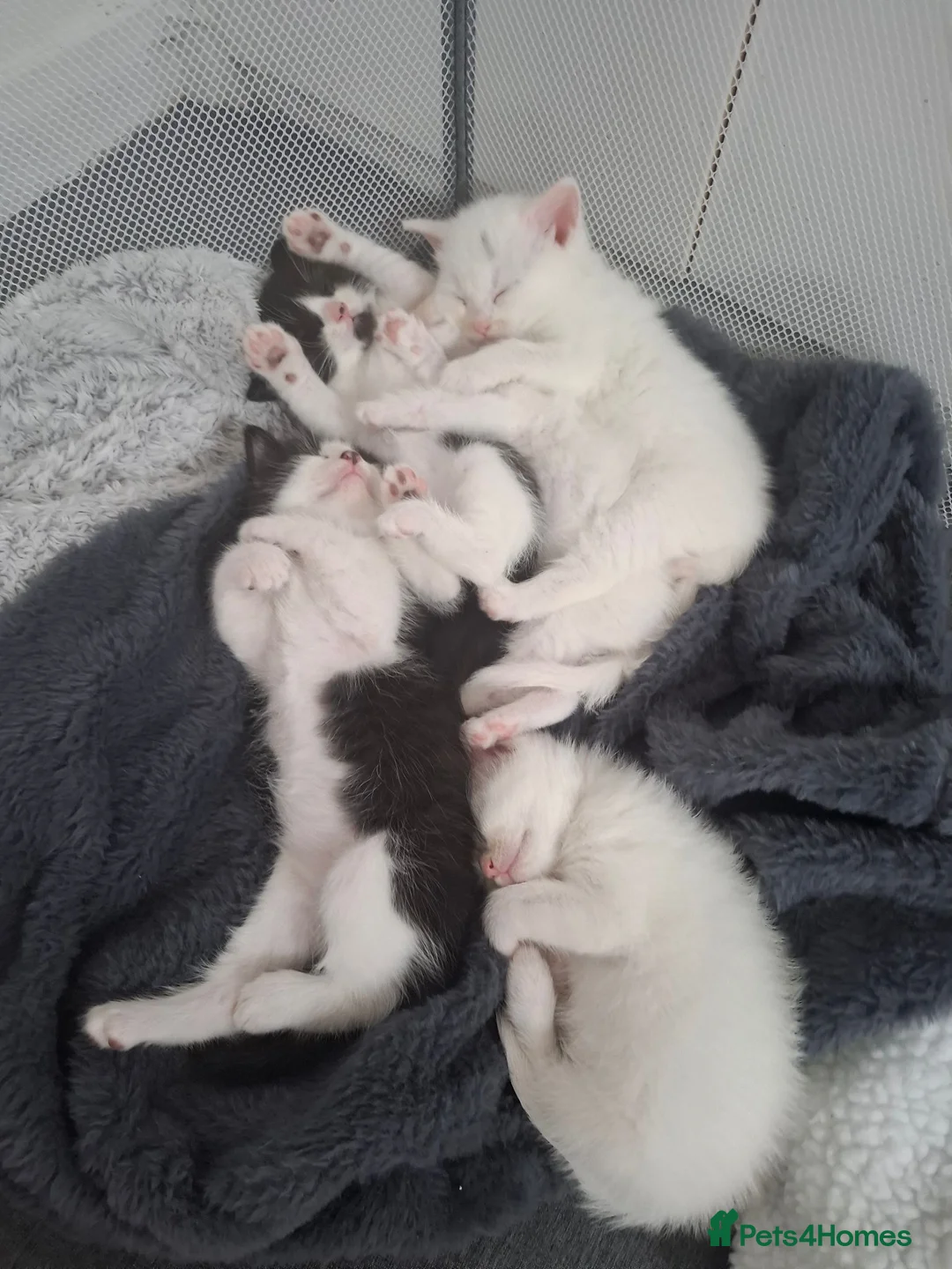 Mixed Breed cats for sale: Long haired kittens  - Advert 1