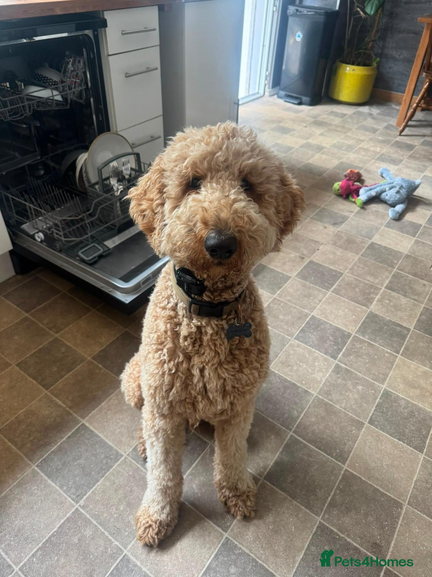Mixed Breed dogs Australian Labradoodle x Goldendoodle Puppies - Advert 2