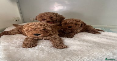Cavapoo dogs - Advert 11