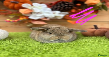 Mini Lop rabbits - Advert 15