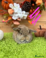 Mini Lop rabbits - Advert 6