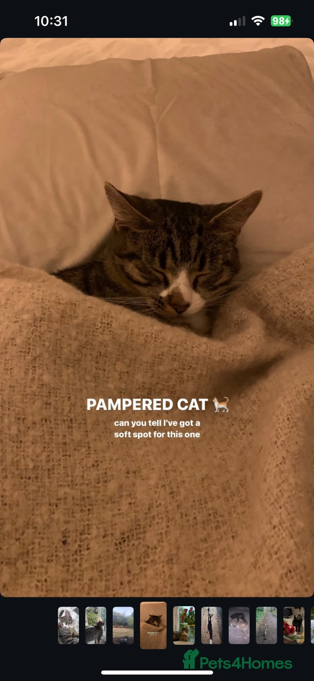 Mixed Breed cats for sale: Miles - Bengal/Tabby Cat for Sale (Rehoming£  in Nottingham - Advert 5