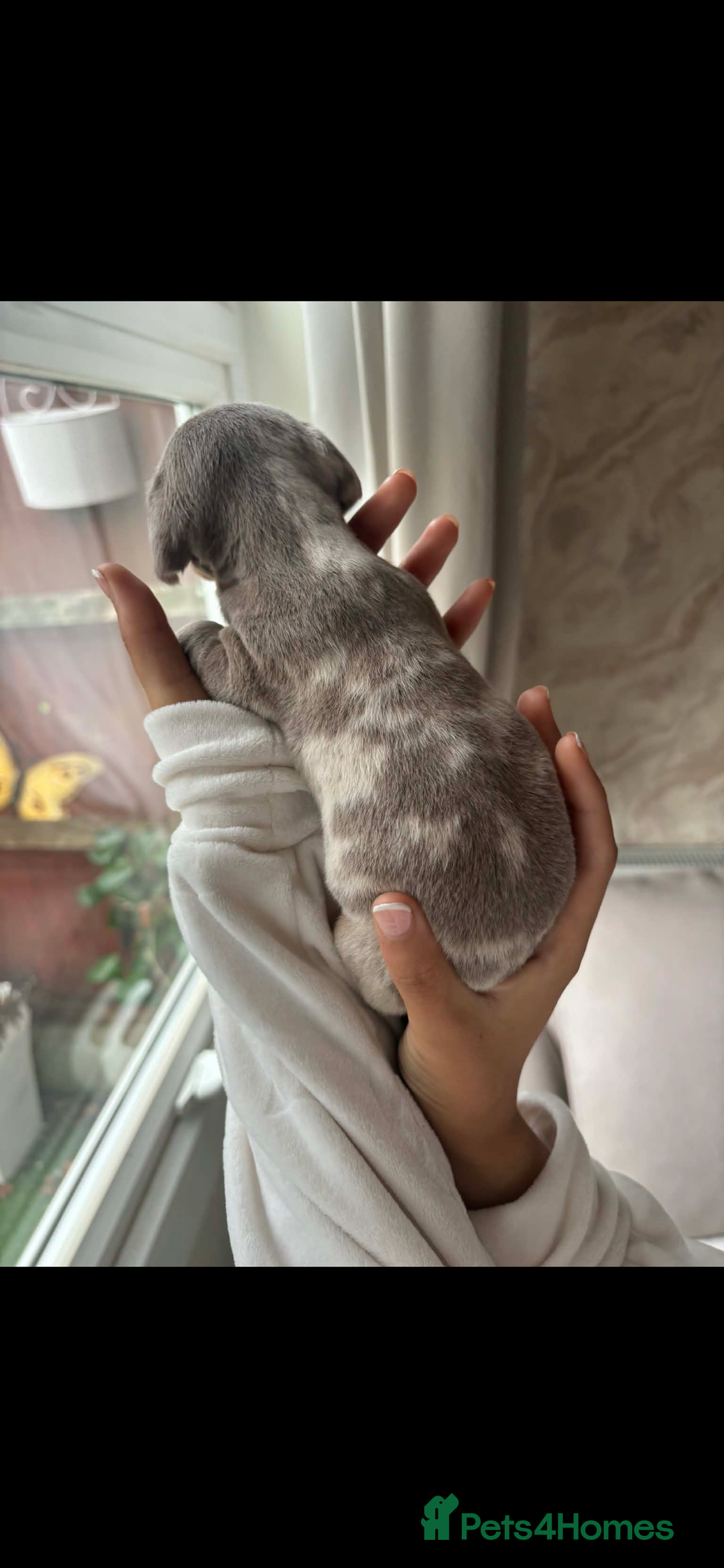 Miniature Dachshund dogs for sale: Beautiful litter of miniature dachshund  - Advert 4