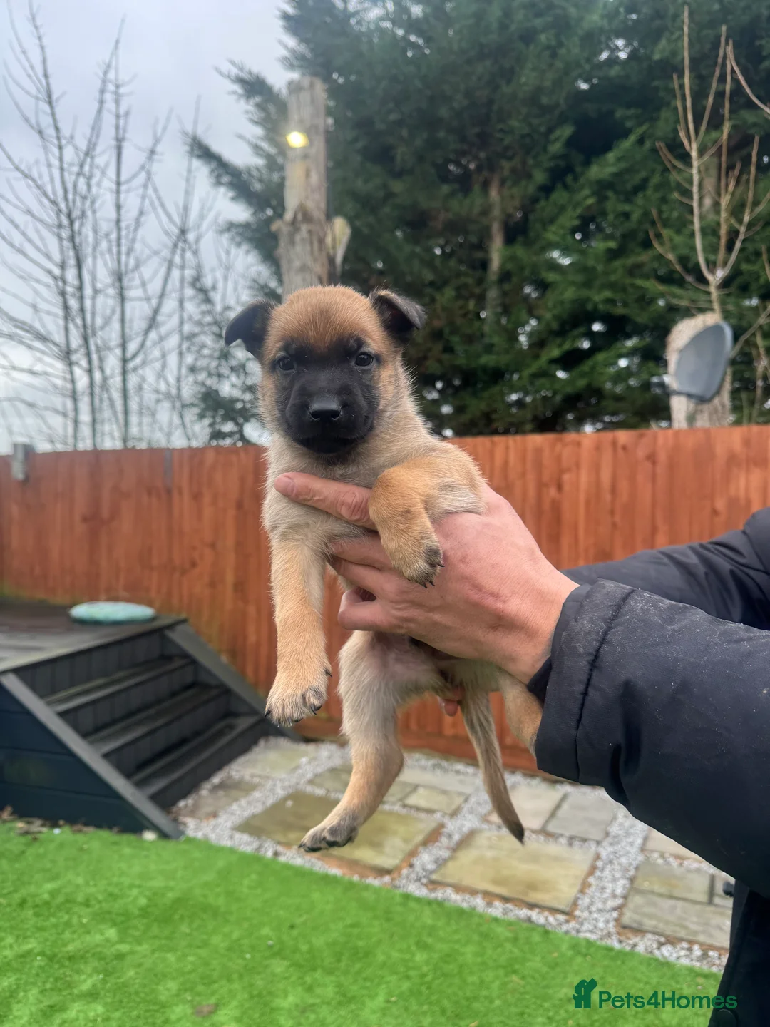 Belgian Shepherd Dog dogs for sale: Belgian Malinois Puppies - Advert 19