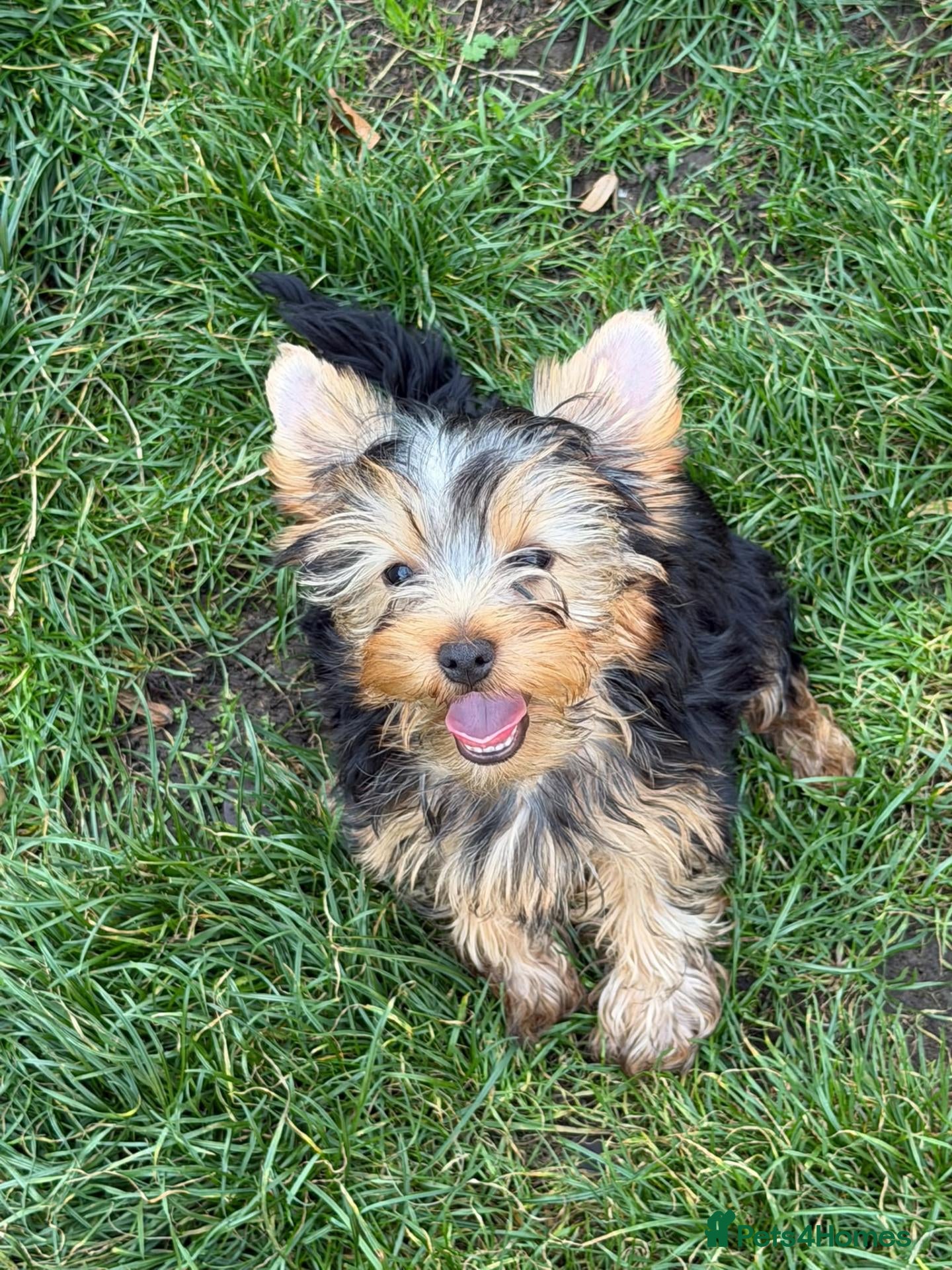 Yorkshire Terrier dogs DWKC 3 Yorkshire Terrier Boys ,Show KC Winner Dad - Advert 11