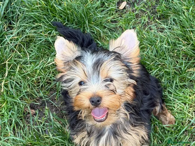 Yorkshire Terrier dogs Last DWKC 3 Yorkshire Terrier Boys - Advert 13