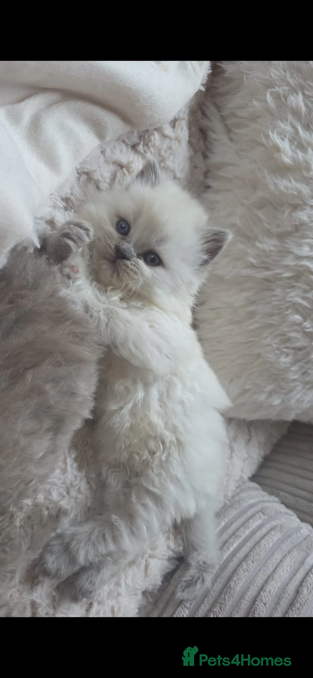 Mixed Breed cats for sale: Gorgeous mixed litter of Persian and BSH - Advert 2