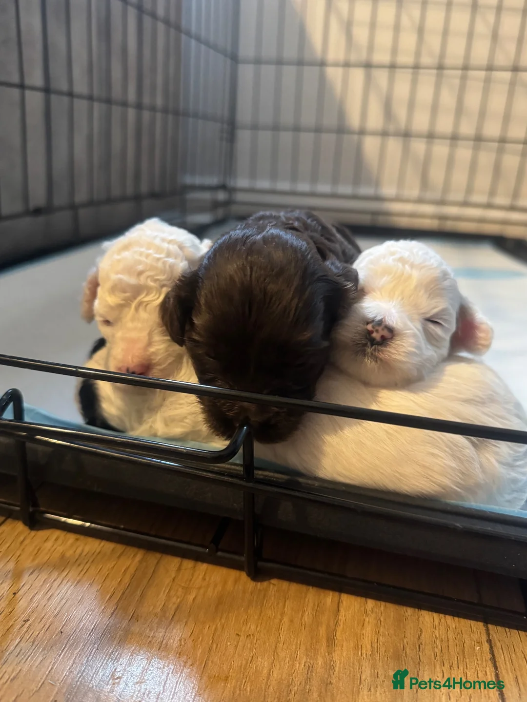 Mixed Breed dogs for sale: Cockapoo x Lhasapoo Mix Puppies in Musselburgh - Advert 1