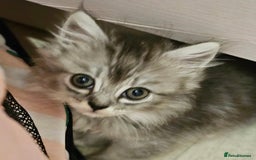 Mixed Breed cats for sale: Persian Chinchilla Cross Kittens - Image 10