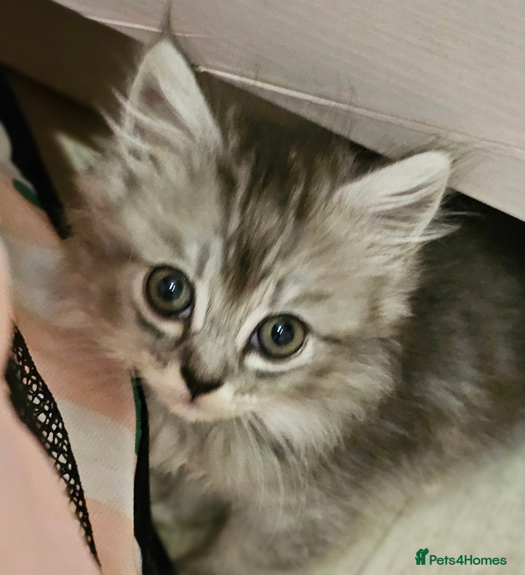 Mixed Breed cats for sale: Persian Chinchilla Cross Kittens - Image 10