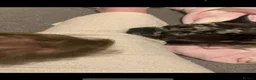 French Bulldog dogs for sale: French bulldog for sale - Advert 5