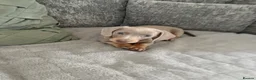 Miniature Dachshund dogs for sale: Miniature Isabella and tan boy  - Advert 6
