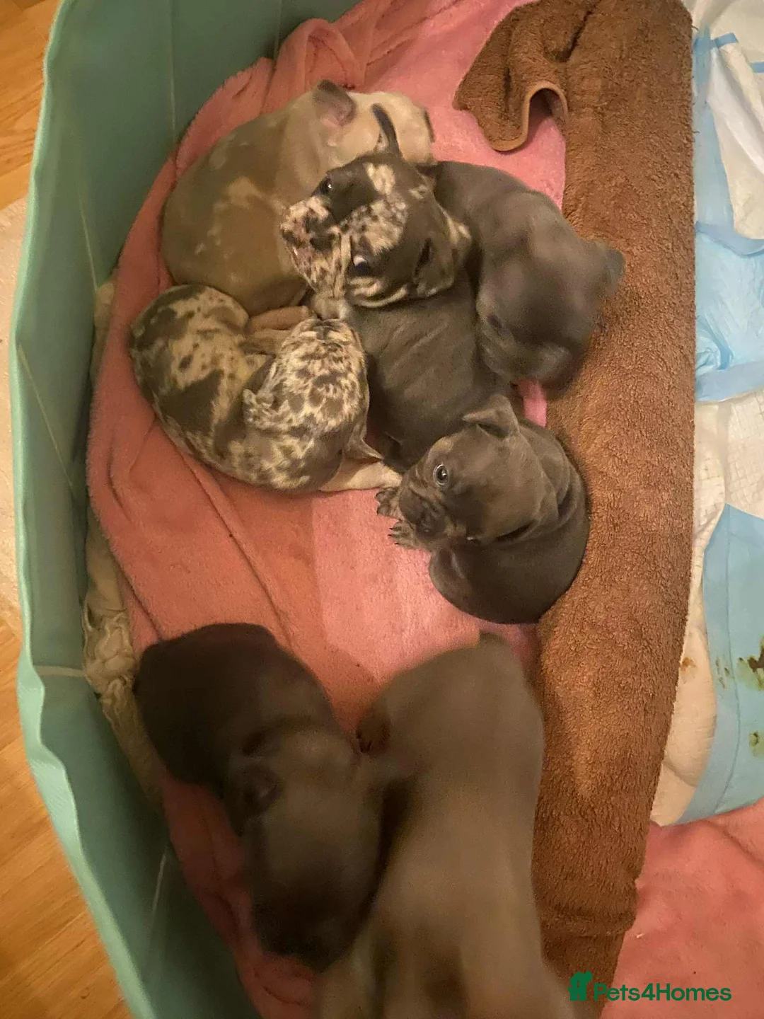 French Bulldog dogs for sale: Fawn Merle French Bulldog Puppies for sale - Advert 3