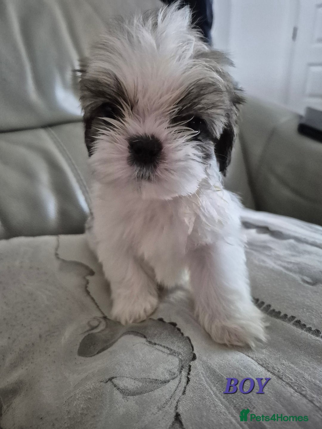 Shih Tzu dogs for sale: READY TO GO NOW Gorgeous Shih tzu puppies - Image 1