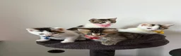 Ragcoon cats for sale: RAGCOONS ragdoll mainecoons - Advert 14