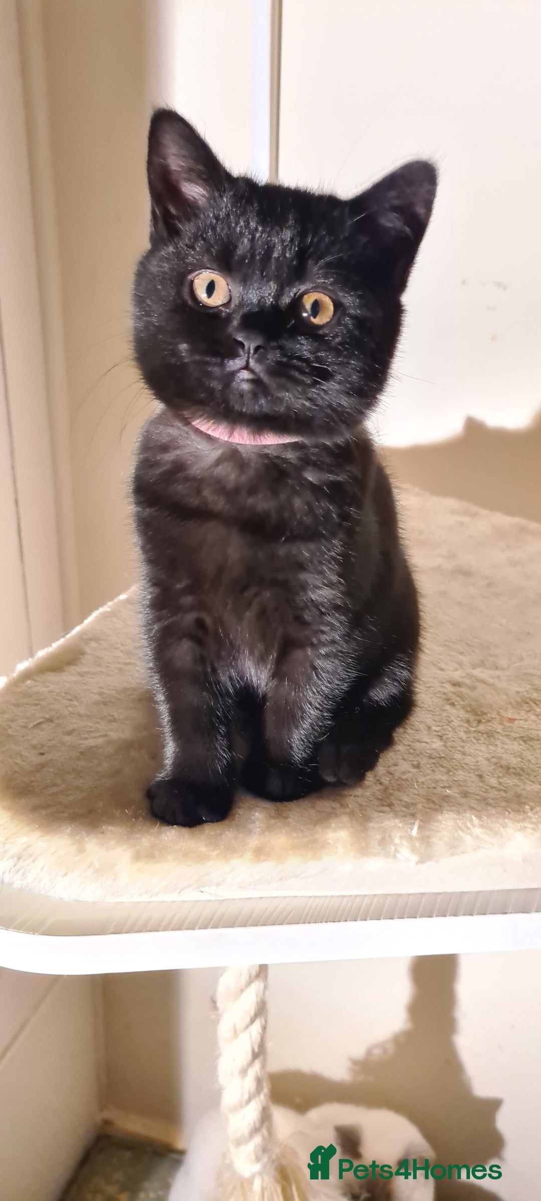 British Shorthair cats for sale: British shorthair black and blue kittens - Advert 36
