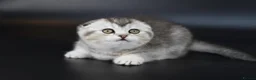 Scottish Fold cats for sale: LICENSED CATTERY PURE BREED TOP QUALITY KITTENS - Advert 23
