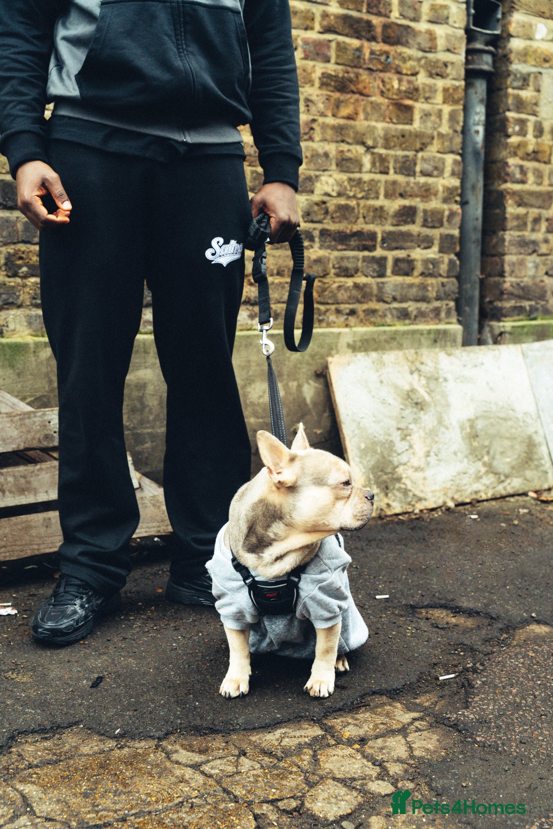 French Bulldog dogs for stud: Quality French Bulldog “Ramo” Available for Stud - Advert 1